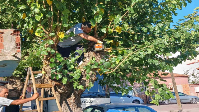 Daha yeşil bir Şehzadeler için ekiplerden yoğun mesai