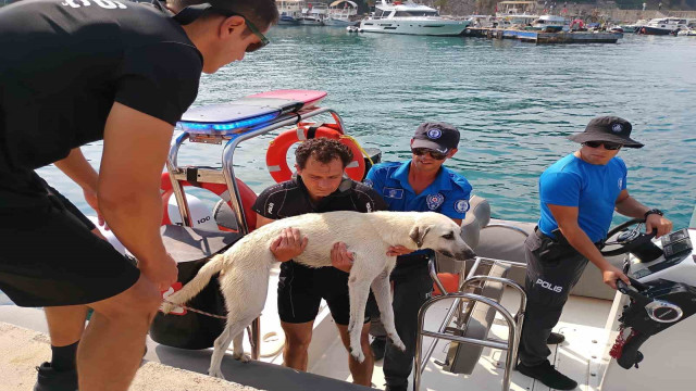 Deniz polisinden yürekleri ısıtan sokak köpeği kurtarma görevi