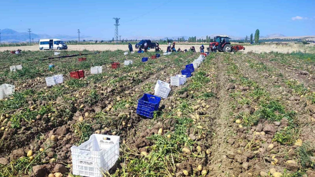 Dinar’da patates hasadı başladı