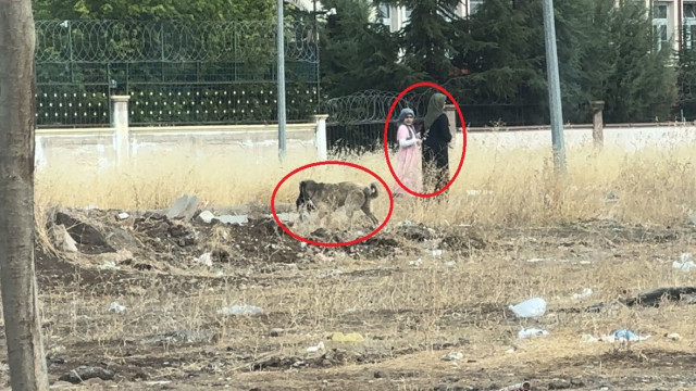 Diyarbakır’da başıboş sokak köpekleri telef ettiği kediyi yemek için yer aradı