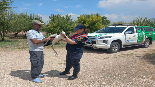 Elazığ’da yaralı leylek, koruma altına alındı