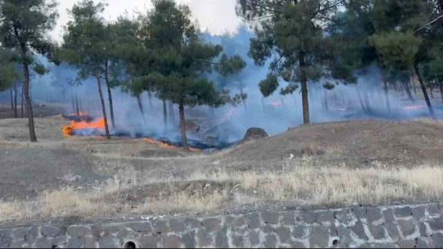 Gaziantep’te orman yangını