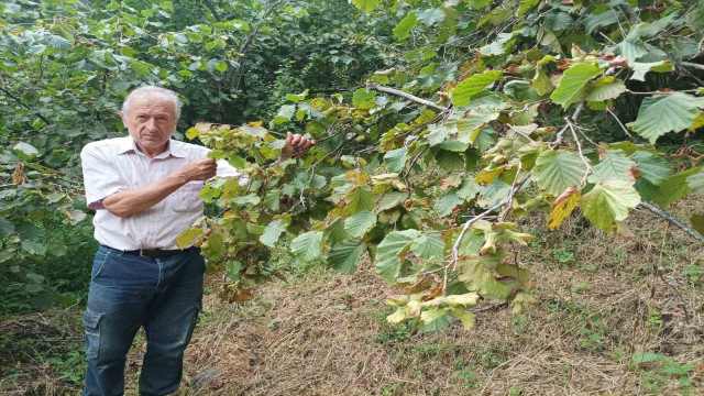 Giresun’da fındık işçisinin yevmiyesi belli oldu