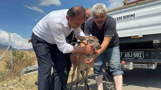 Kastamonu’da su kanalına düşerek yaralanan karaca kurtarıldı