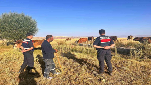 Kaybolan hayvanları jandarma buldu