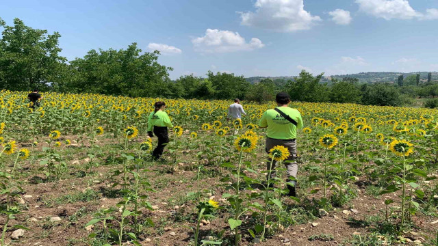 Kayıp çoban dün akşamdan beri aranıyor