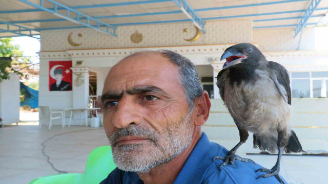 Kedilerin saldırısından kurtarılan yavru kargaya çocuğu gibi bakıyor