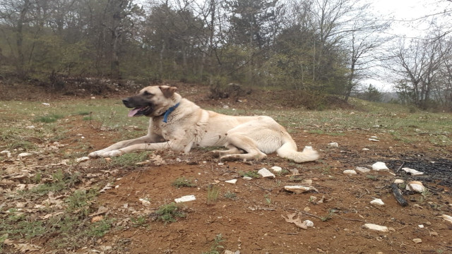 Köpeği öldürüp, sahibinin yaralayan ve tutuksuz yargılanan sanık 6 yıl 6 ay hapis cezası aldı