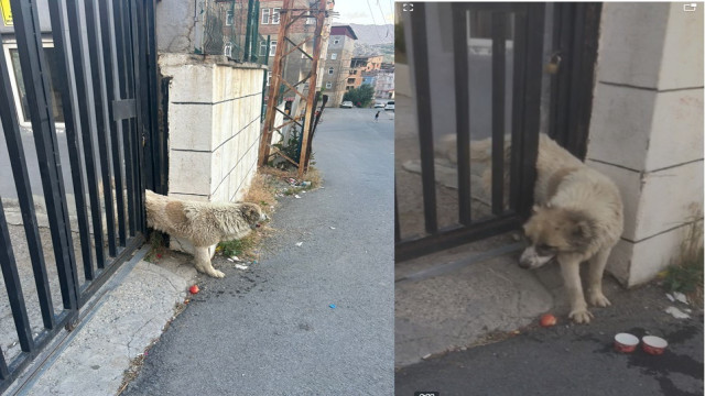 Korkuluklara sıkışan köpeği belediye ekipleri kurtardı