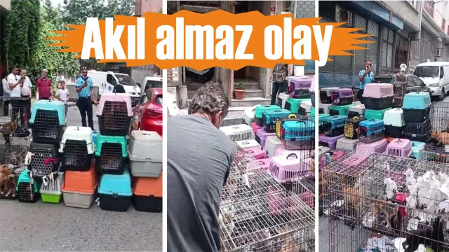 KÖTÜ KOKU İHBARI 85 KEDİYİ KURTARDI  