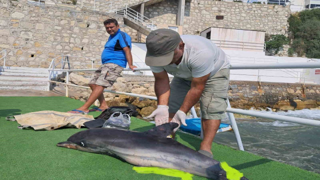 Kuşadası’nda ölü yunus karaya vurdu