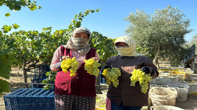 Manisa’da erkence üzümde hasat başladı