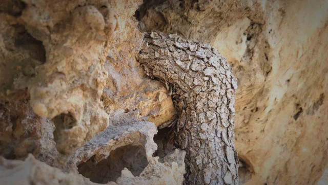 Menengiç bitkisi toprağa ulaşmak için kayayı yaklaşık 2 metre deldi