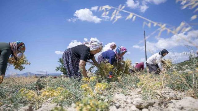 Mersin’de nohut hasadı başladı