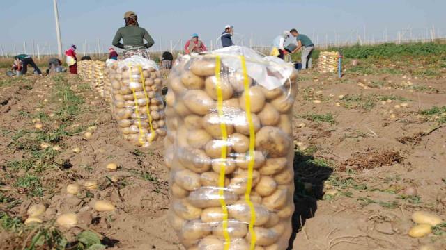 Niğde’de yazlık patates ekimi yüzde 200 arttı