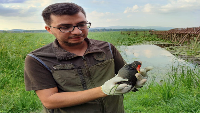 Saz Tavuğunun boğazında olta iğnesi çıkarıldı