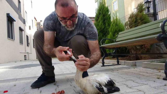 Tokat’ta bulduğu yaralı yavru leyleği İstanbul’daki evinde besliyor