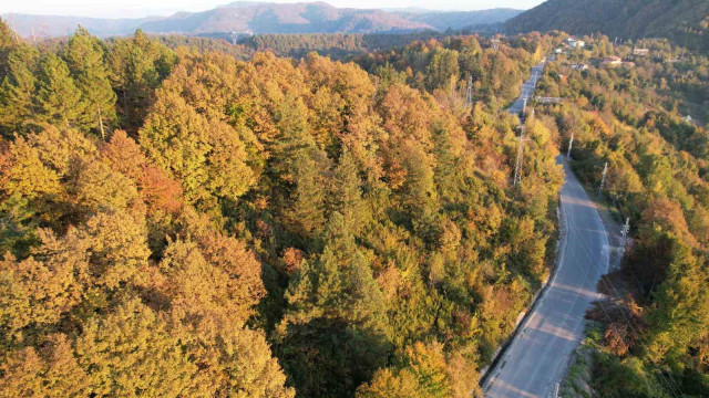 Zonguldak’ta ormanlara girişler yasaklandı