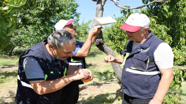 Akdeniz sineği Erzincan’ın meyve bahçelerini tehdit ediyor!