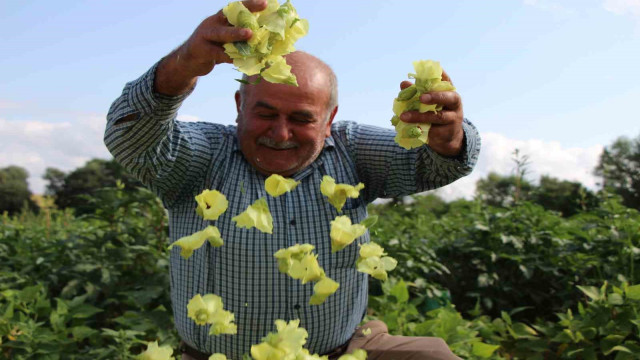 Amasya’nın ‘tescilli sarı altını’ çiçek bamyası altından daha kolay satılıyor