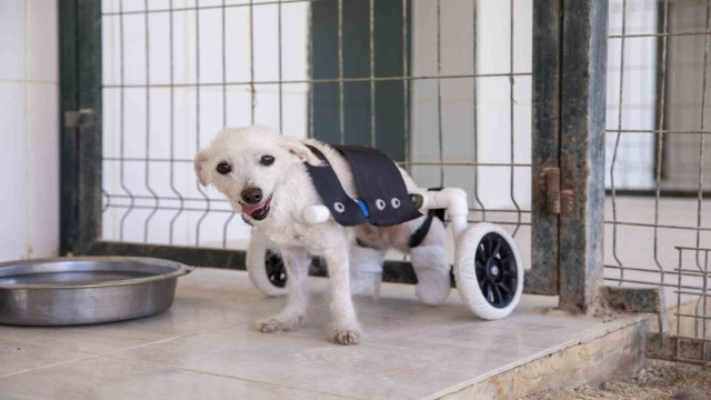 Arka ayakları kesilmiş halde bulunan köpek yürüteçle yürümeye başladı