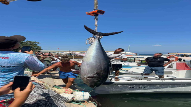 Bodrum’da 370 kiloluk orkinos yakalandı