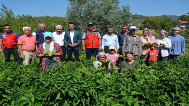 Bozdoğan’da turşuluk kardolua biber çeşidinin ilk hasadı yapıldı