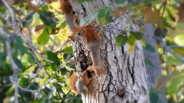 Ceviz ağacındaki sincap ailesinin mutluluğu