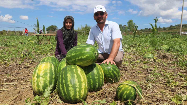 Coğrafi işaretli Kandıra karpuzunda hasat zamanı