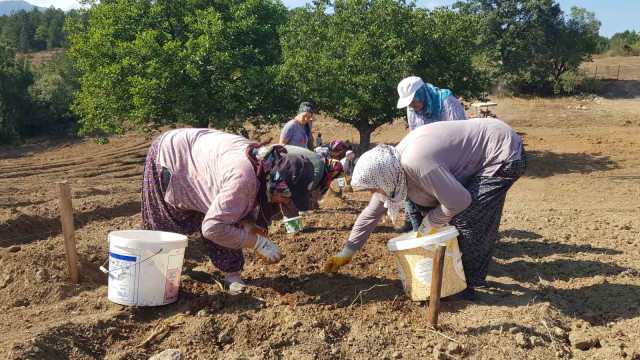 ”Dünyanın en pahalı baharatı” toprakla buluşturuldu