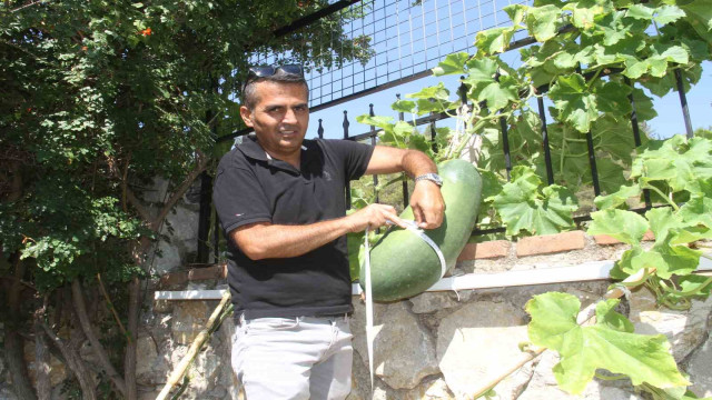 Fethiye Huzurevi’nde dev salatalık yetiştirdi