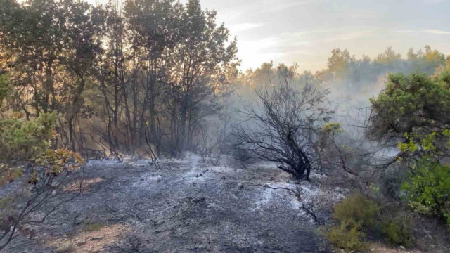 Gebze’de ormanlık alanda yangın çıktı