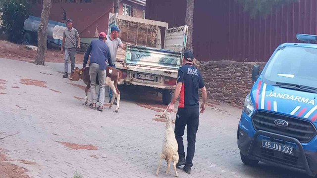 Gördes’te başlayan yangın Salihli’ye ulaştı