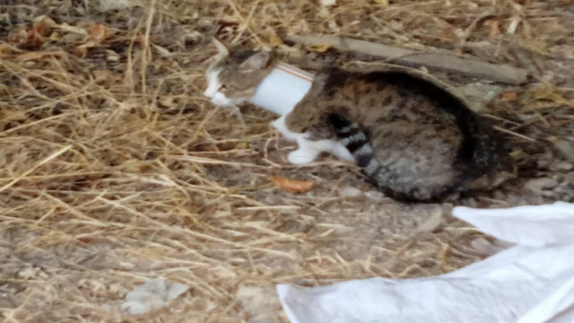 Kafasını plastik boruya sıkıştıran kediyi itfaiye kurtardı