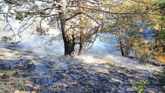 Kastamonu’da çıkan orman yangını büyümeden söndürüldü