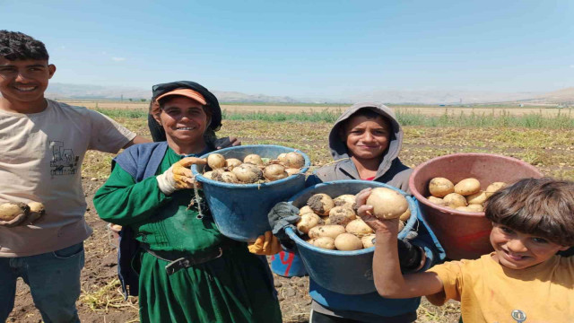 Kışlık ’agria’ cinci patateste hasat başladı