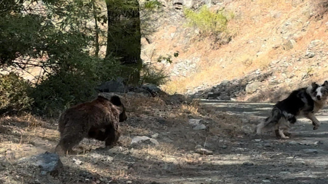 Köpeği ile gezerken yavru ayı ile karşılaştı