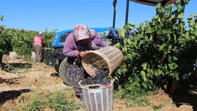 Küresel ısınma Denizli’de üzüm hasadını erken başlattı