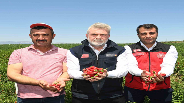 Maraş biberinde hasat dönemi başladı