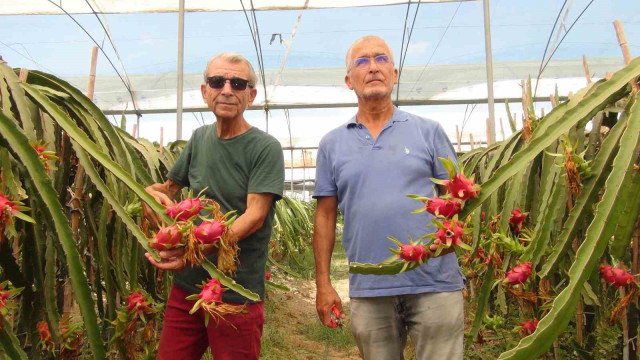 Mersin’de tropikal ejder meyvesinde hasat dönemi