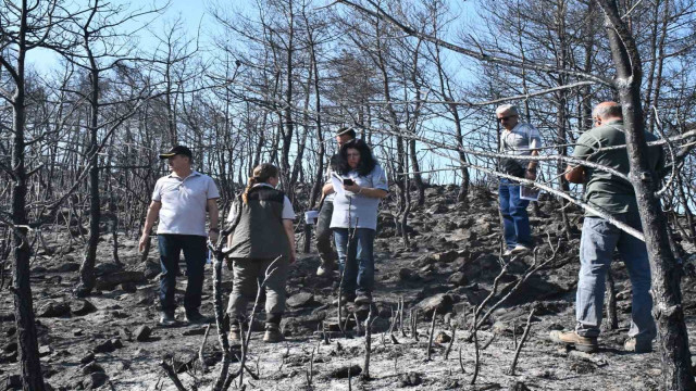 Muğla’da yanan orman alanlarında yeşillendirme çalışmaları başladı