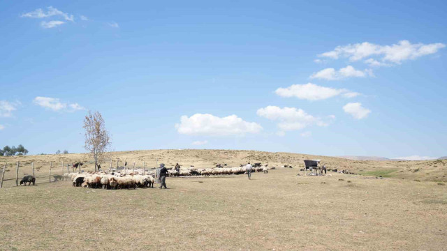 Muş’ta güneşten önce uyanan kadınların zorlu yayla mesaisi devam ediyor