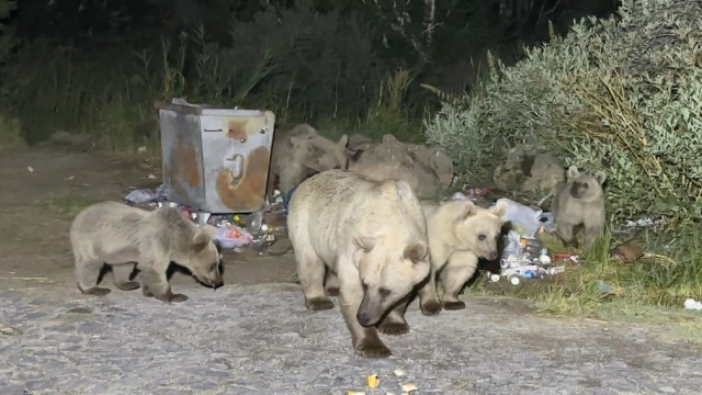 Nemrut’a pikniğe giden vatandaşlar ayı sürprizi ile karşılaşıyor