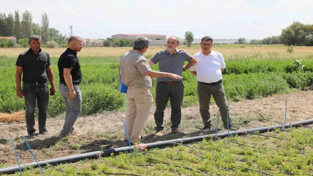 Niğde’de ‘İpek’ ismi verilen yeni yonca çeşidi geliştirildi