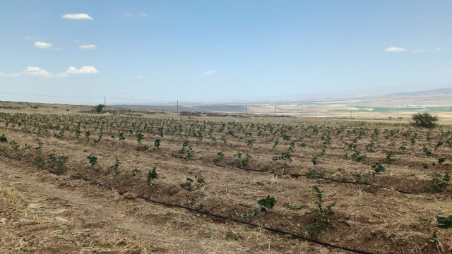 Niğde’de Tıbbi Aromatik Bitki Yetiştiriciliği Demonstrasyon Projesi hayata geçiyor