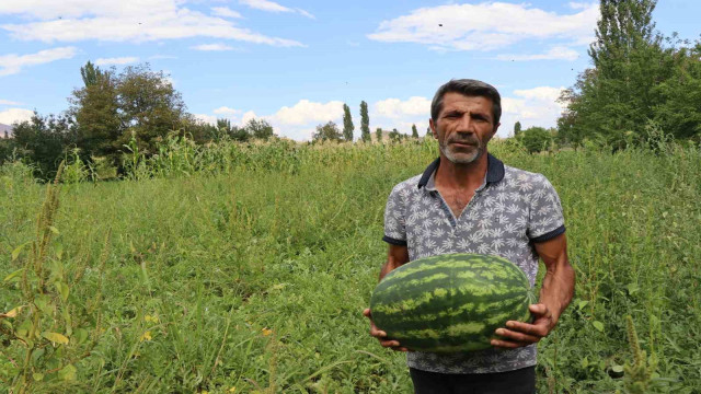 Oltu’da yerli üretim karpuz ilgi görüyor