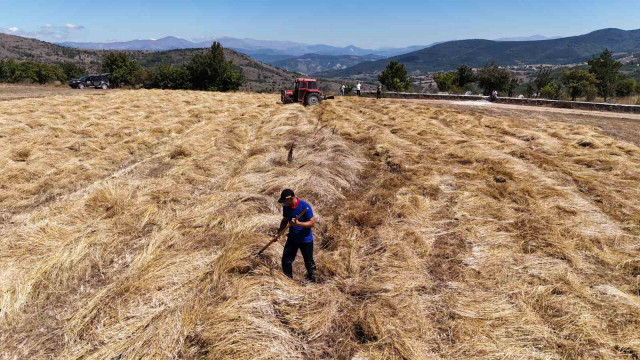 Ordu’da siyez buğday hasadı sevindirdi