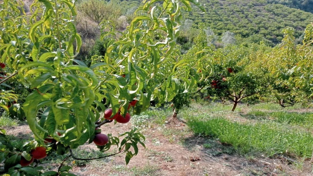 ŞEFTALİ ÜRETİCİLERİ ZORLU BİR SEZON GEÇİRİYOR