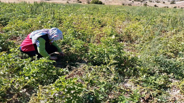 Tavşanlı’da patates üretimi yapılan alanlarda hastalık ve zararlı surveyleri yapıldı