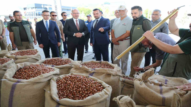 TMO Giresun’da ilk fındığı 135,96 liradan aldı